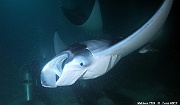 Mobula alfredi raie manta de recif-Maldives Fesdhoo lagoon-7m-20240423nuit-da-DSC_6368_tn